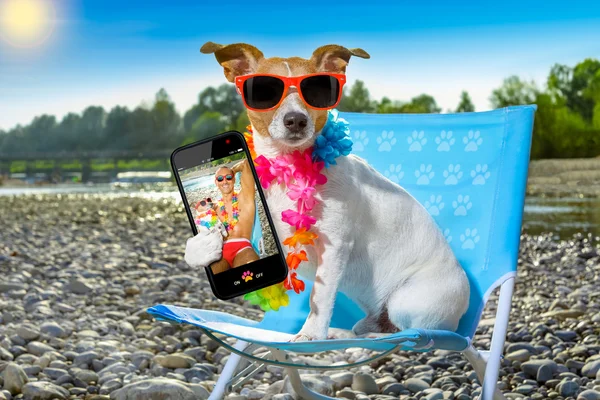 Perro en hamaca en verano —  Fotos de Stock