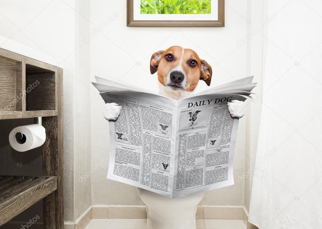 dog on toilet seat reading newspaper