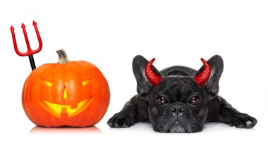 Cadılar Bayramı köpek afiş