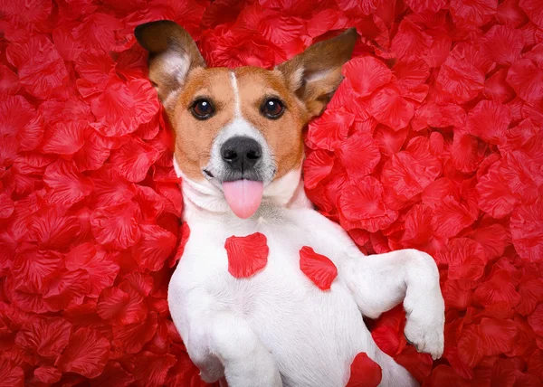 Köpek aşk Sevgililer gül — Stok fotoğraf