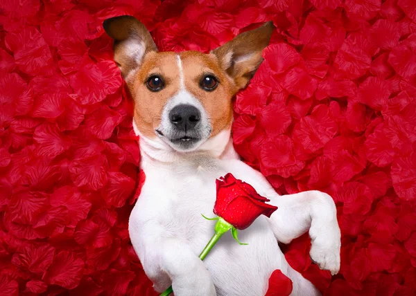 Cão amor rosa valentines — Fotografia de Stock