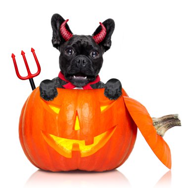 Cadılar Bayramı Balkabağı cadı köpek