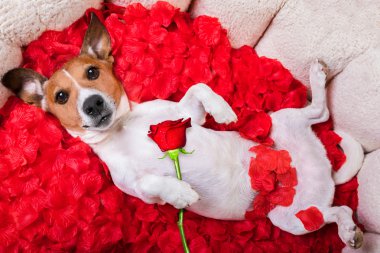 köpek aşk Sevgililer gül 