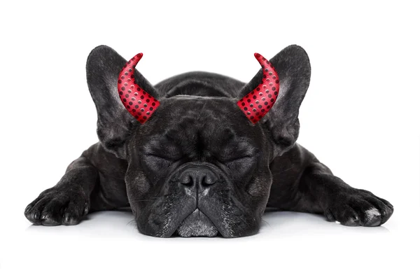 Halloween hund banner — Stockfoto