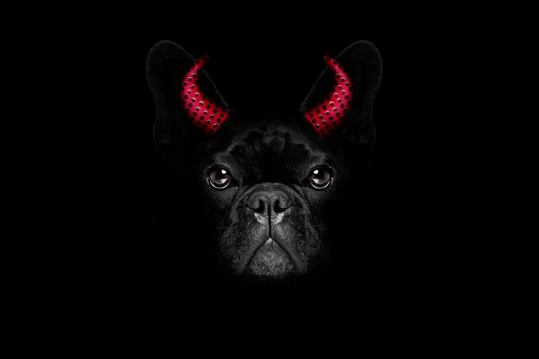 Halloween hond op zwarte achtergrondgeluid — Stockfoto