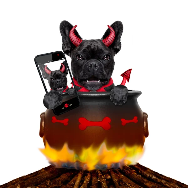 Halloween chien et feu de joie — Photo