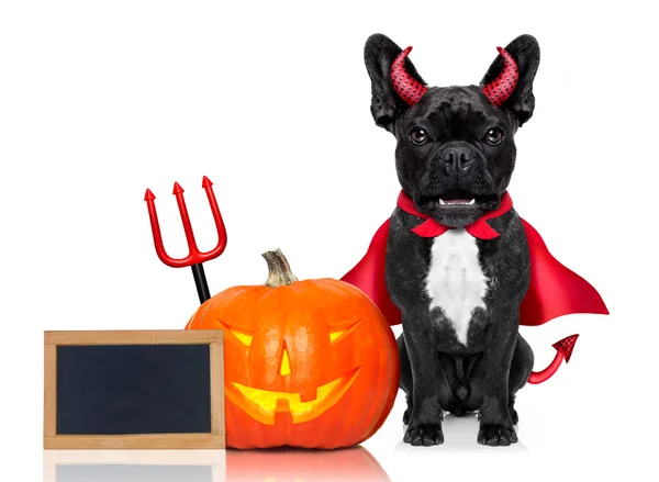 Banner do cão halloween — Fotografia de Stock