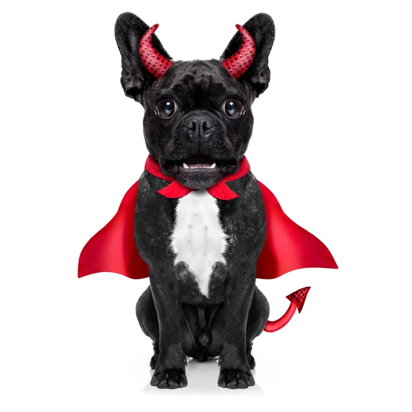Halloween dog  cape — Stock Photo, Image