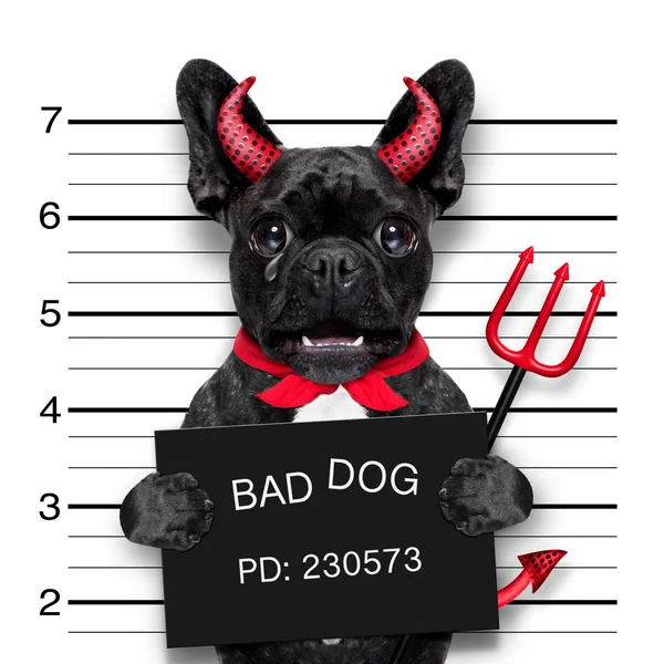Halloween cão mugshot — Fotografia de Stock
