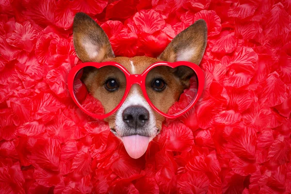 Perro amor rosa valentines selfie —  Fotos de Stock