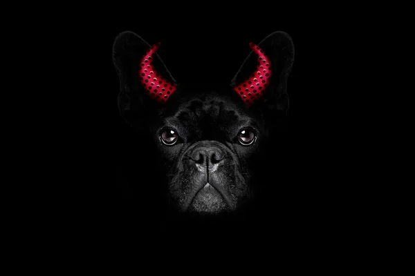 Halloween kutya-on fekete háttér — Stock Fotó