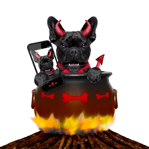 Halloween psa a oheň — Stock fotografie