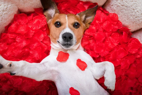 Cão amor rosa valentines selfie — Fotografia de Stock