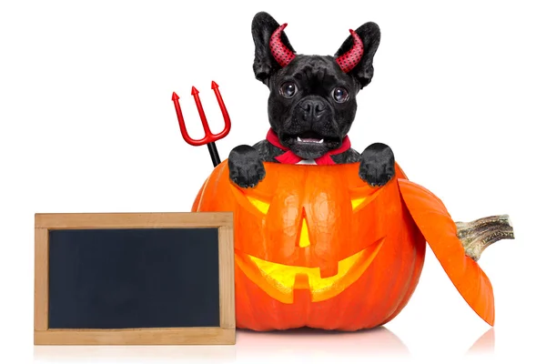 Halloween calabaza bruja perro —  Fotos de Stock