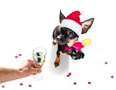 Öncü sıçan, praguer çıngıraklı köpek yeni yıl arifesini kutluyor. Sahibi ve şampanya bardağı ya da beyaz arka planda izole edilmiş kokteyl, geniş açı manzaralı.