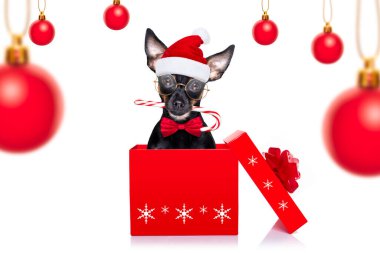 Noel prag faresi, Prager çıngıraklı Noel Baba Noel Baba köpeği hediye paketi, beyaz arka planda izole edilmiş, şeker çubuğuyla sürpriz olarak