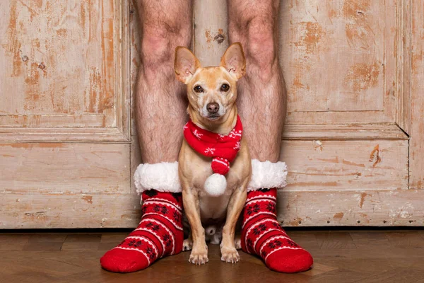 Christmas Santa Claus Chihuahua Dog Holiday Season His Owners Wearing — Stock Photo, Image