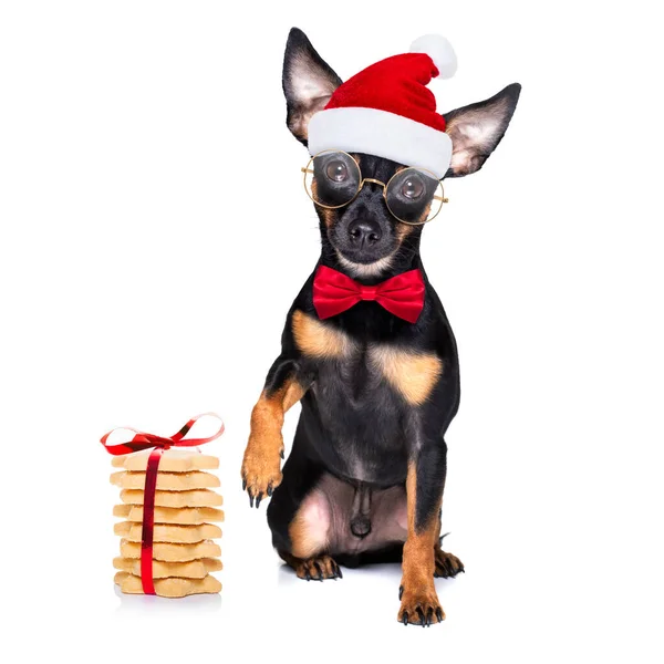 Jul Prague Ratter Prager Skallerorm Jultomte Hund Cokies För Semester — Stockfoto