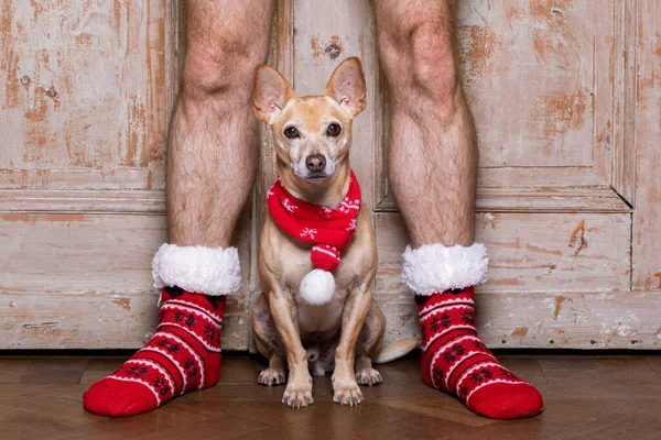 Christmas Santa Claus Chihuahua Dog Holiday Season His Owners Wearing — Stock Photo, Image