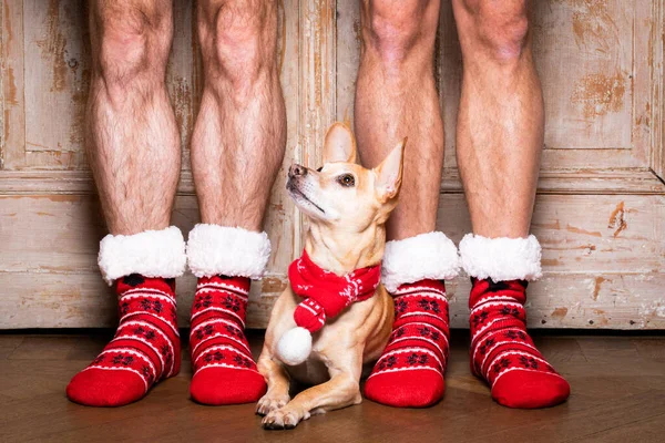 Christmas Santa Claus Chihuahua Dog Holiday Season His Owners Wearing — Stock Photo, Image