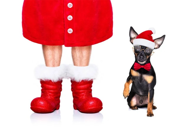 Рождественская Пражская Крыса Хвастун Гремучая Санта Клаус Собака Настоящим Праздничный — стоковое фото