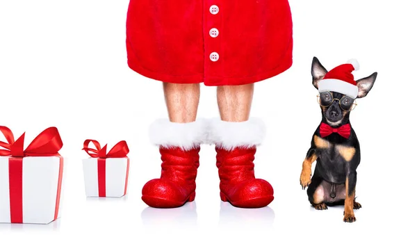 Рождественская Пражская Крыса Хвастун Гремучая Санта Клаус Собака Настоящим Праздничный — стоковое фото