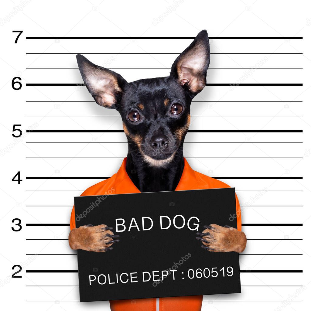 prague ratter or praguer rattler dog holding a police department banner , as a mugshot photo, at police office for his crimes