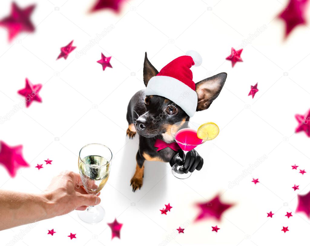 pregue ratter , praguer rattler dog celebrating new years eve with owner and champagne  glass or cocktail isolated on white background , wide angle view