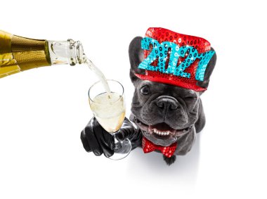 Yeni yıl arifesini kutlayan köpek beyaz arka planda bir pankart, pankart, barış ve zafer parmaklarının yanında izole edilmiş bir şampanya ile kutluyor.