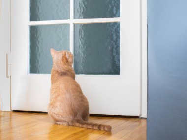 Kedi yavrusu kapıda sahibini yürüyüş için ya da yemek yemek için bekliyor.
