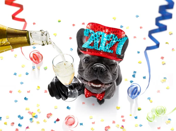 Perro Bulldog Francés Celebrando Año Nuevo Víspera Con Propietario Copa —  Fotos de Stock