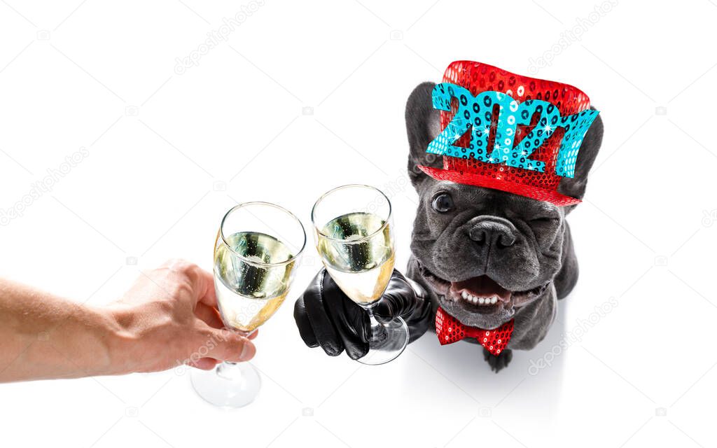 dog celebrating new years eve with champagne isolated on white background beside a banner or placard, peace and victory fingers