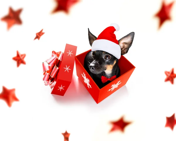 Navidad Santa Claus Praguer Ratter Dog Como Sorpresa Temporada Navideña —  Fotos de Stock