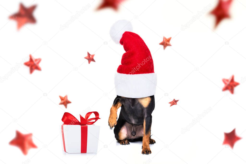 christmas santa claus praguer ratter dog as a holiday season surprise out of a gift or present box  with red hat , isolated on white background