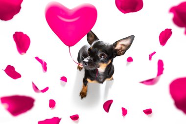 Prag Ratter Dog mutlu sevgililer günü taçyaprağı ve gül çiçeğiyle kameraya bakıyor.