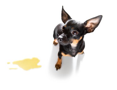 Prag sıçan köpeği, beyaz arka planda izole edilmiş sahibi tarafından işediği ya da işediği için cezalandırılıyor.