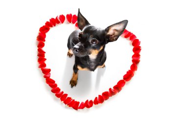 Prag Ratter Dog mutlu sevgililer günü taçyaprağı ve gül çiçeğiyle kameraya bakıyor.