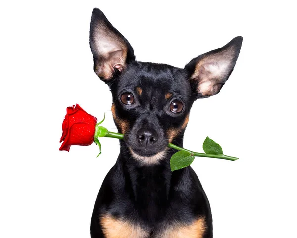 Prague Ratter Dog Love Happy Valentines Day Petals Rose Flower Royalty Free Stock Images
