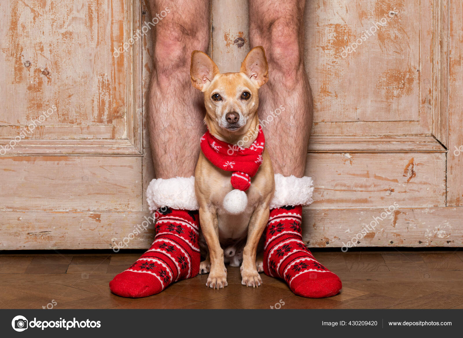 https://st2.depositphotos.com/1146092/43020/i/1600/depositphotos_430209420-stock-photo-christmas-santa-claus-chihuahua-dog.jpg