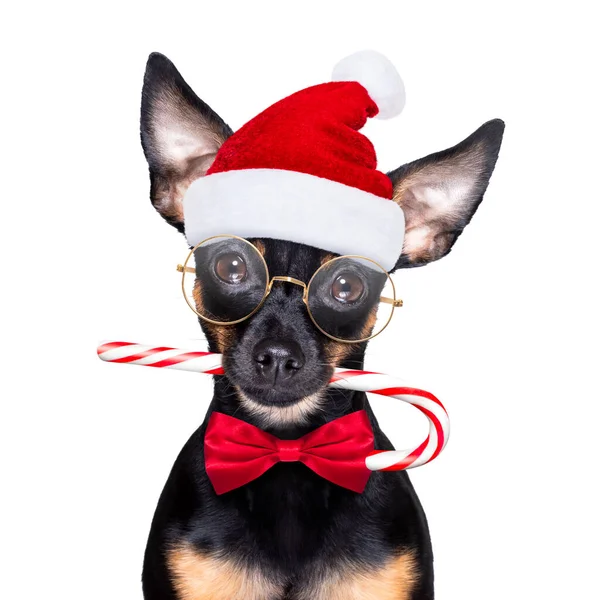 Kerstmis Praag Ratter Prager Ratelslang Santa Claus Hond Met Suikerriet — Stockfoto