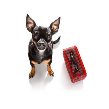 Tatil tatili, havaalanı terminalinde bekleyen fareci köpek. Kapıda uçağa ya da uçağa binmeye hazır. Bavul ya da bavul yan tarafta.