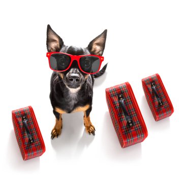 Tatil tatili, havaalanı terminalinde bekleyen fareci köpek. Kapıda uçağa ya da uçağa binmeye hazır. Bavul ya da bavul yan tarafta.