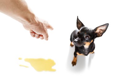 Prag sıçan köpeği, beyaz arka planda izole edilmiş sahibi tarafından işediği ya da işediği için cezalandırılıyor.