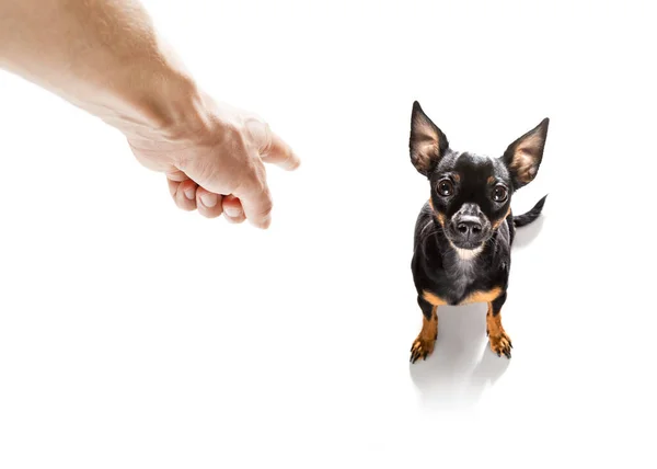 Prager Ratterhund Wird Vom Besitzer Für Sehr Schlechtes Verhalten Bestraft — Stockfoto