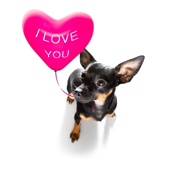幸せなバレンタインデーのために愛のプラハラッター犬ピンクバルーンカメラを見て — ストック写真