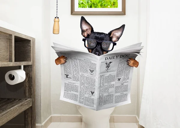 Praag Ratter Hond Lezen Krant Toilet Bril Badkamer — Stockfoto