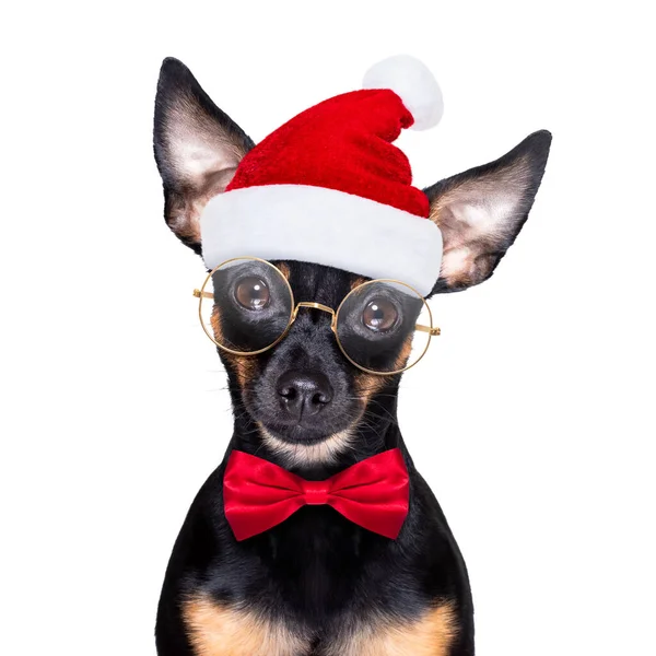 Weihnachten Prager Ratter Prager Ratscher Weihnachtsmann Hund Mit Geschenk Geschenk — Stockfoto