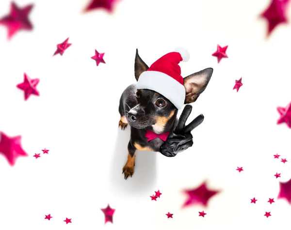 Pregue Ratter Praguer Rasselhund Feiert Silvester Mit Besitzer Und Champagnerglas — Stockfoto