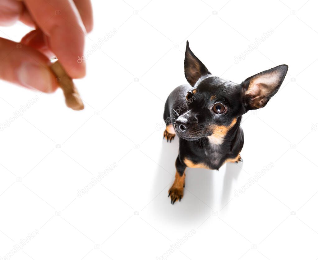 curious prague ratter dog looking up to owner  for a cookie treat , waiting or sitting patient to play or go for a walk , isolated on white background
