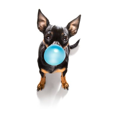 Prag sıçan köpeği sahibine saygı duyuyor oynamak için sabırla bekliyor ya da oturuyor ya da sakız çiğniyor, beyaz arka planda izole bir şekilde yürüyor.